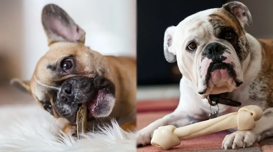 Perros masticando golosinas