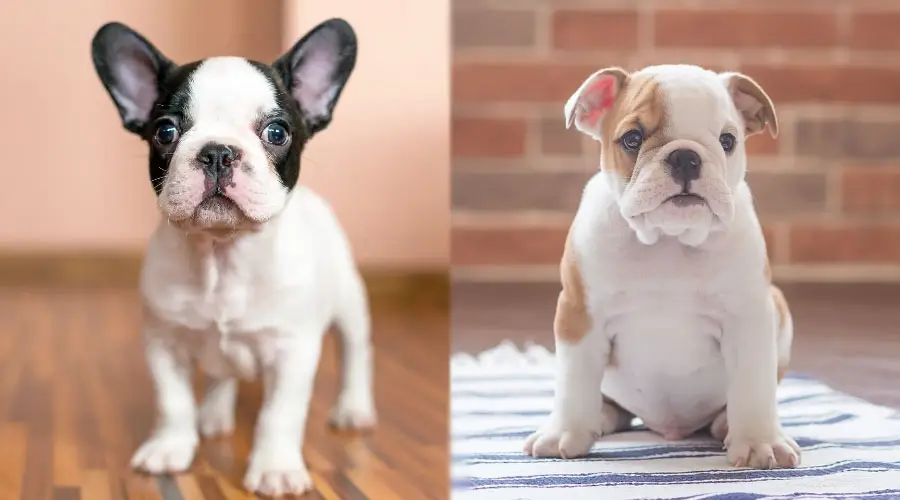 lindos cachorros de perros