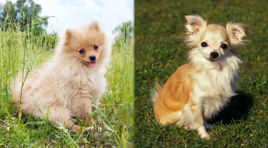 Perros pequeños sentados en la hierba