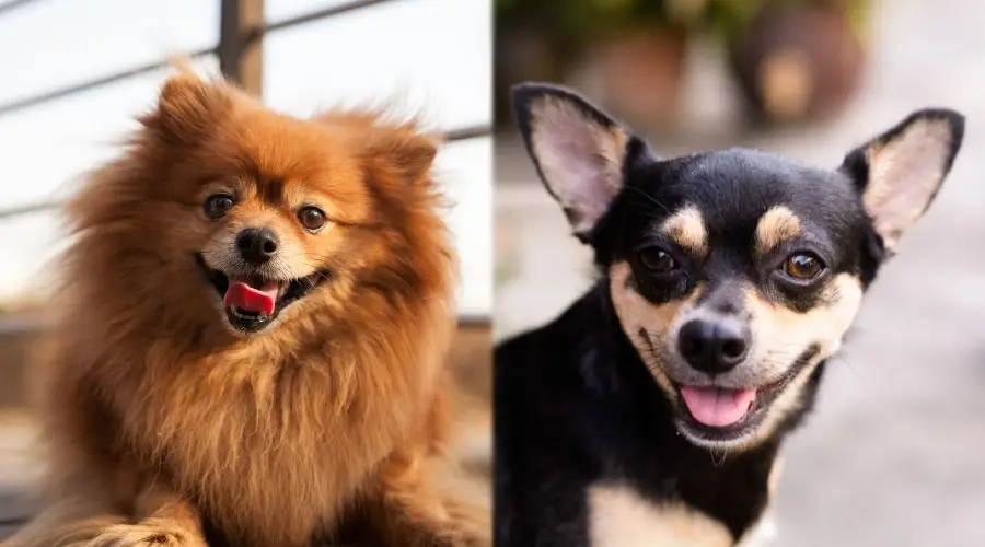Perros pequeños felices sonriendo