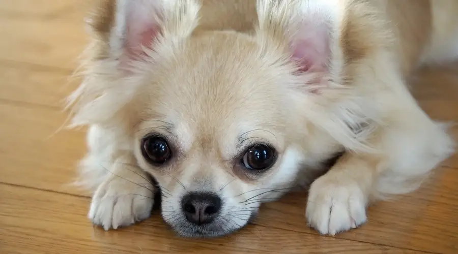 Perro pequeño de pelo largo acostado