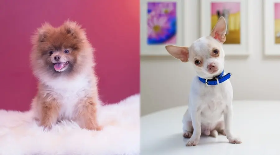 Pequeños cachorros posando