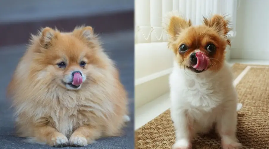 Perros pequeños lamiéndose los labios