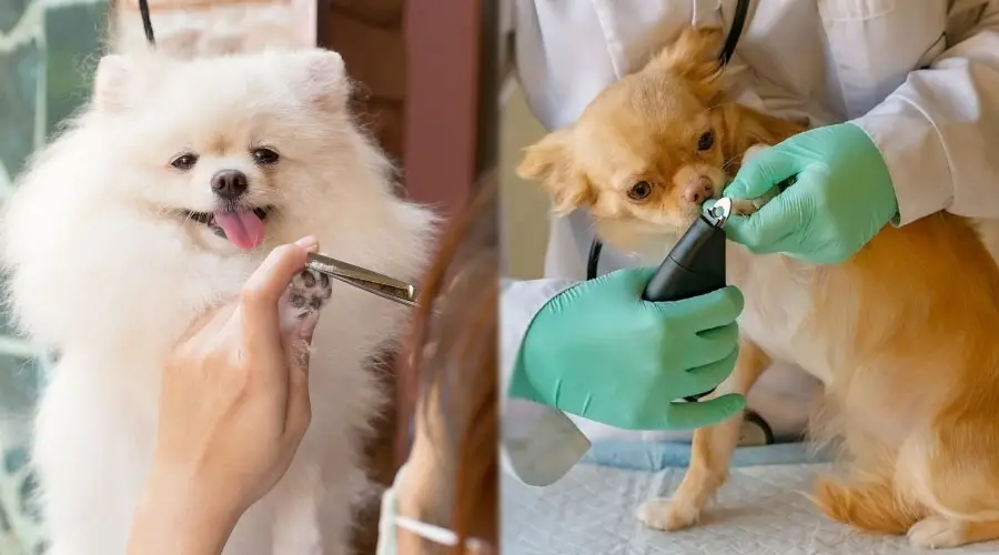 Perros a quienes les cortan las uñas
