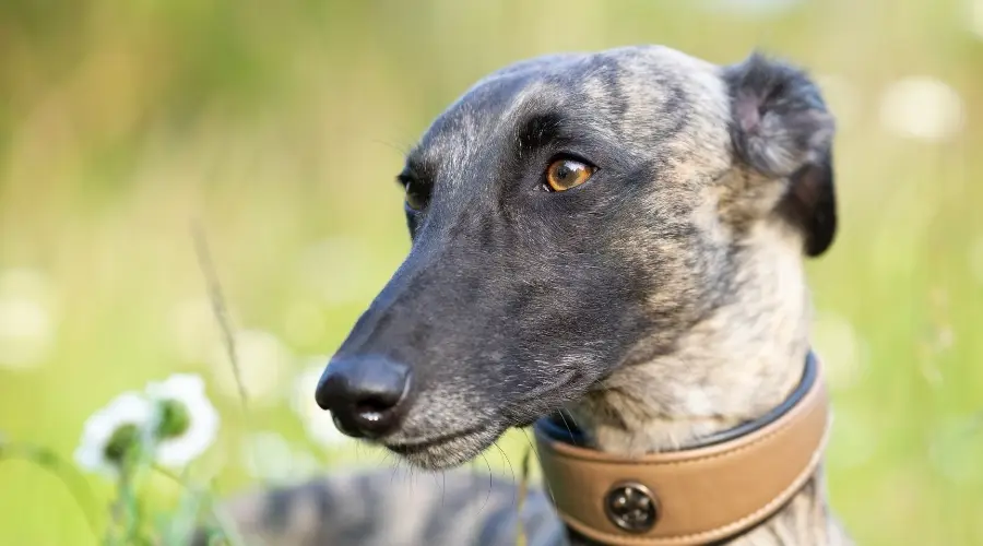 Perro atigrado con cara negra