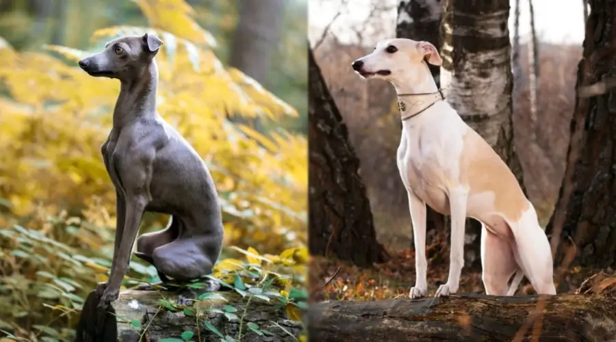 Perros en troncos en el bosque