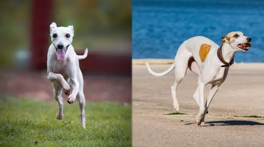 Perros corriendo al aire libre