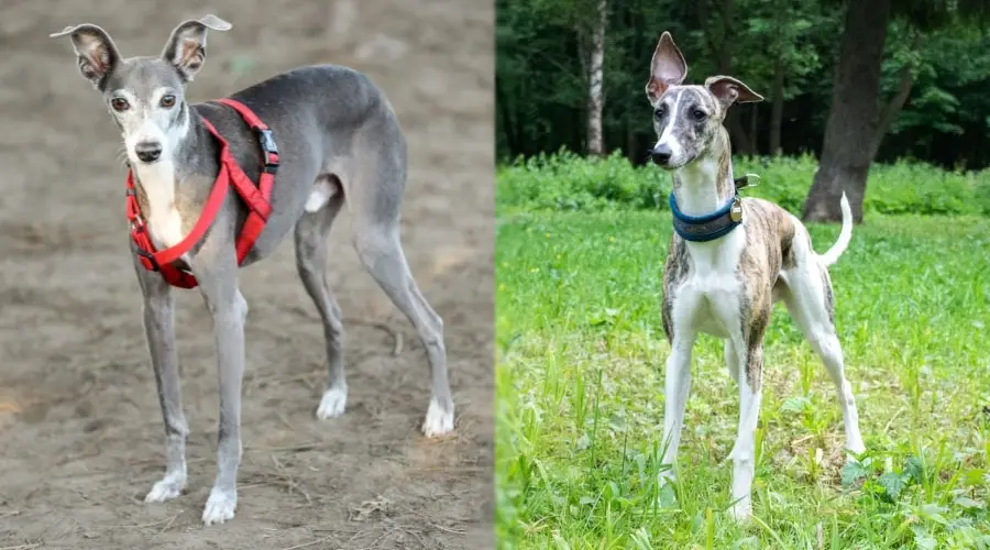 Perros con orejas erectas parados afuera