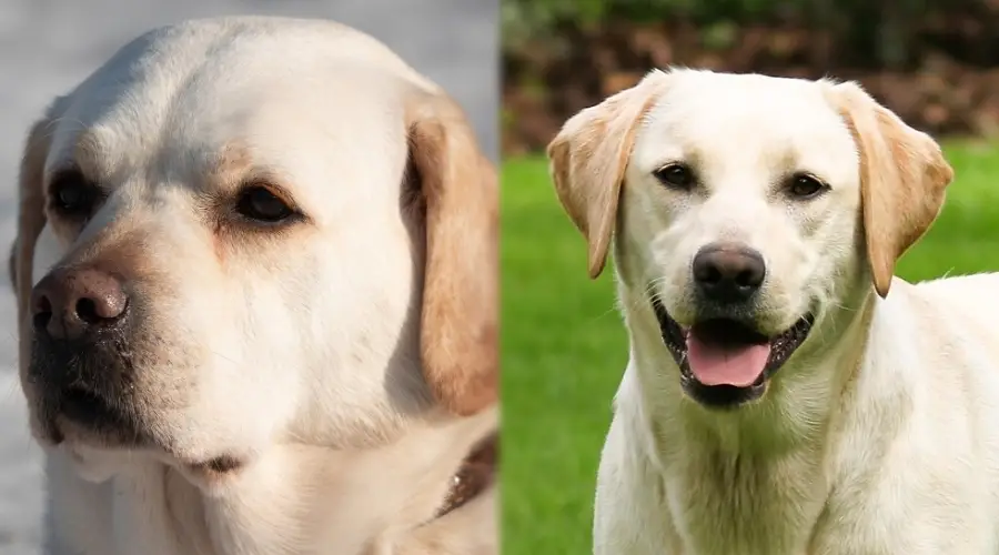 Labradores de banco y de campo, abrigos amarillos