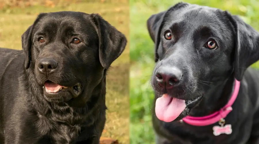 Labrador Retriever negro americano e inglés