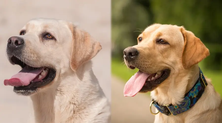 Cuidado del labrador inglés y de campo