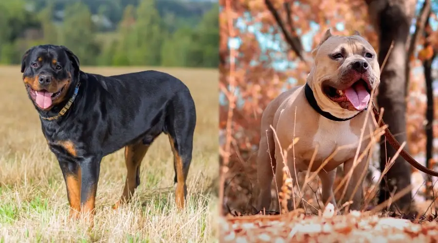 Perros parados al aire libre