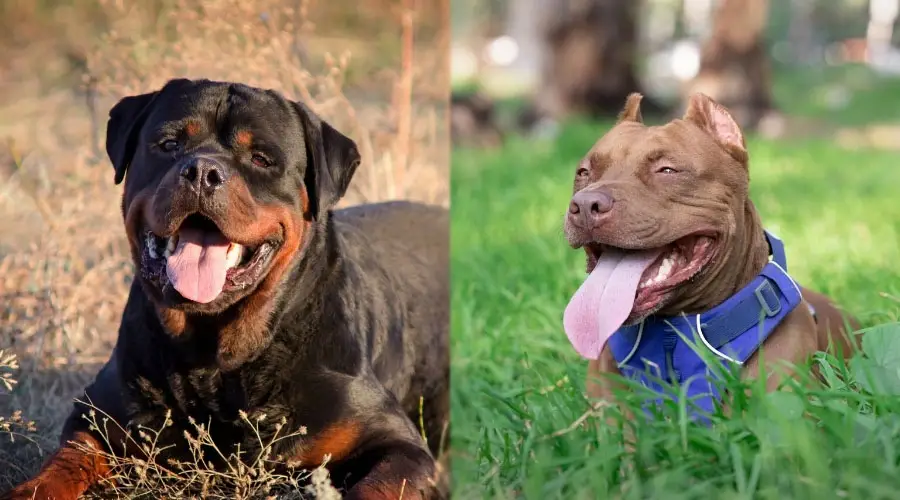 Perros felices sonriendo al aire libre