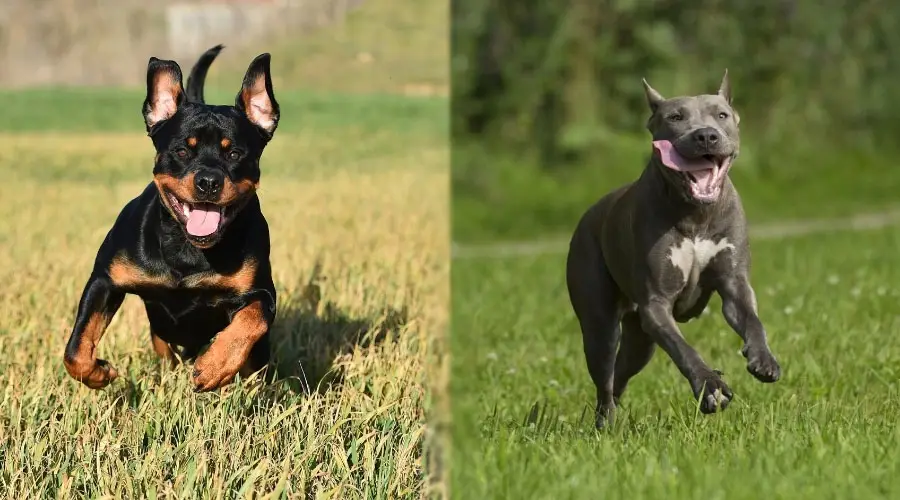 Perros corriendo al aire libre