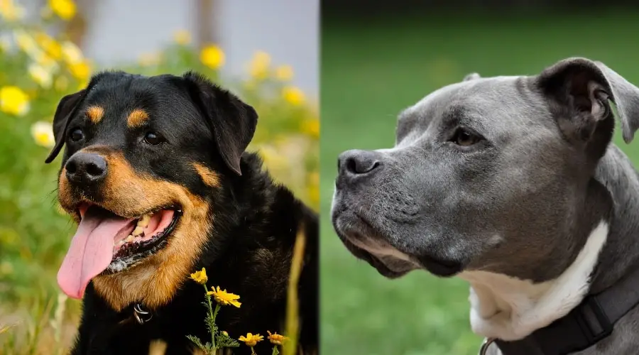 Primer plano de perros afuera