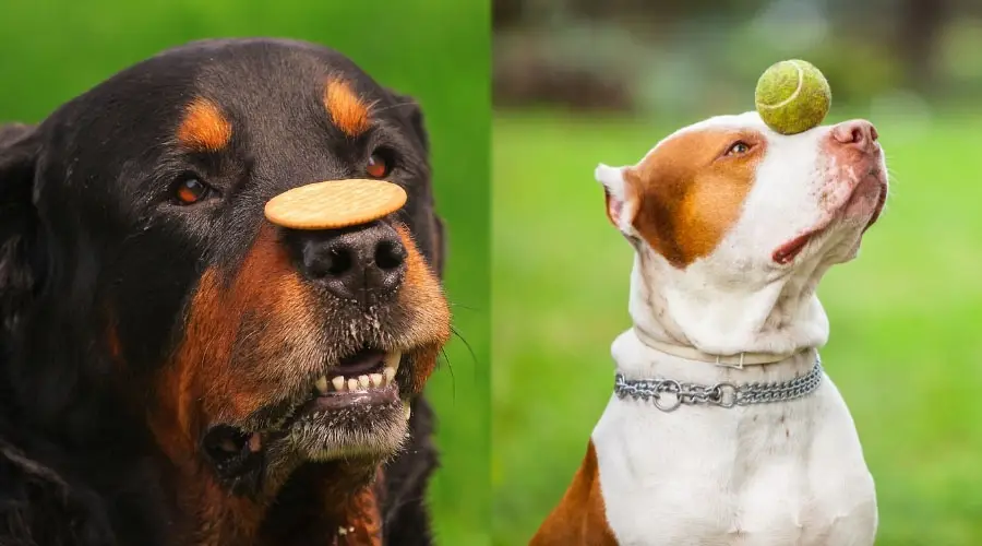 Perros divertidos con objetos en la cabeza