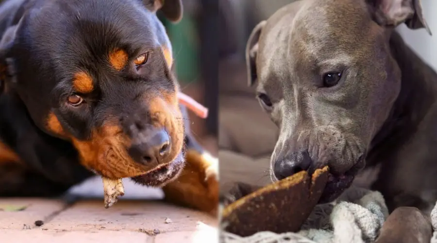 Perros comiendo bocadillos