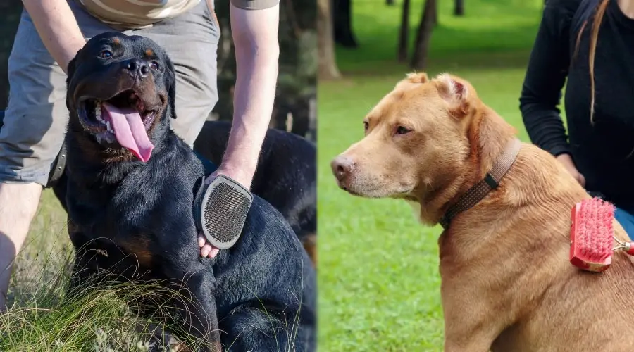 Perros siendo cepillados por humanos