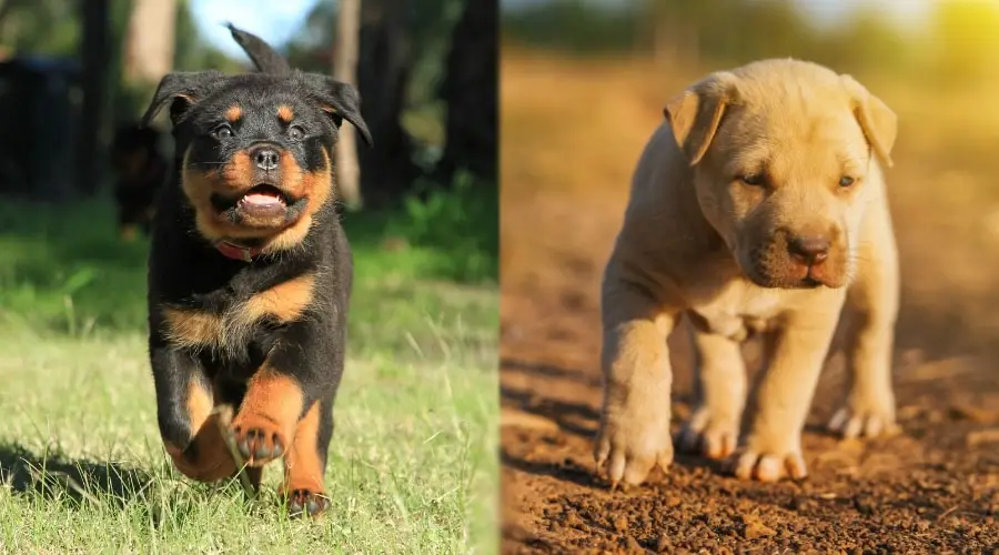 Cachorros corriendo afuera