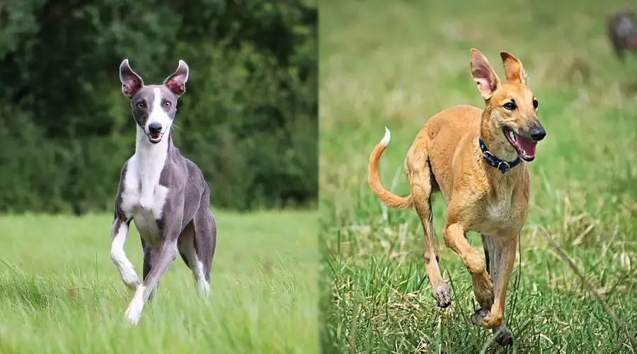 Perros felices corriendo afuera