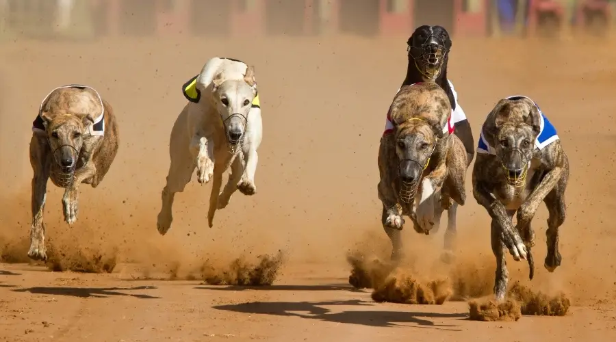 Perros corriendo una carrera