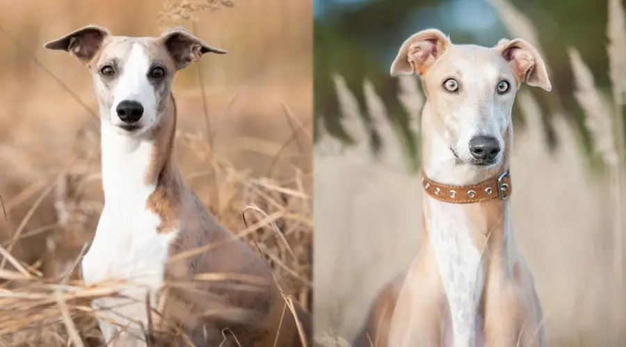 Perros de color marrón claro en los campos en un día de otoño