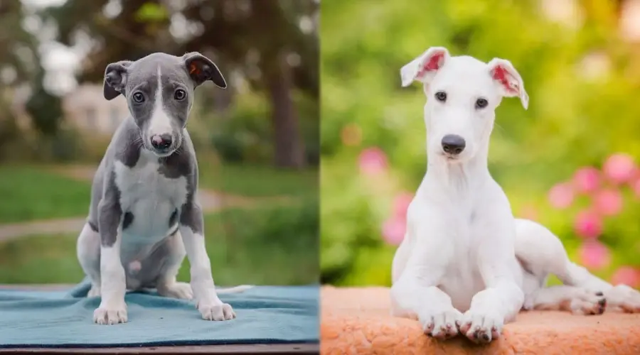 Lindos cachorros afuera en un día de verano