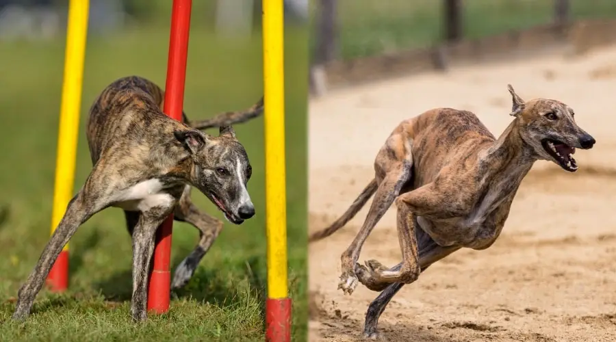 Cursos de carrera para perros atigrados