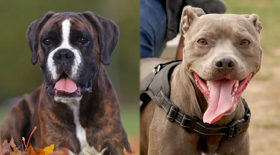 Perros felices de cerca