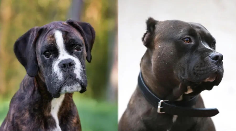 Hermosos perros oscuros de cerca