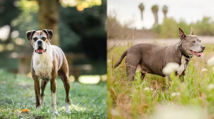 Perros mayores de pie en la hierba