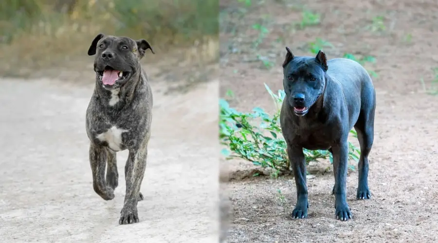 Perros de color oscuro parados en una carretera