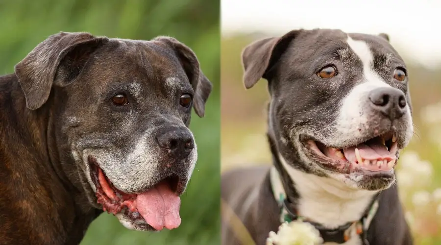 Perros mayores con caras grises