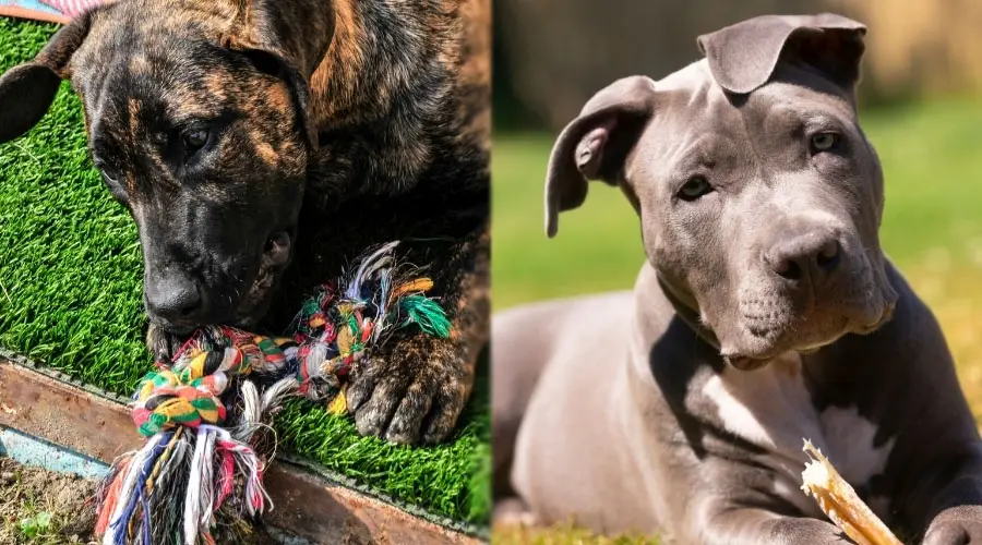 Perros cachorros masticando artículos