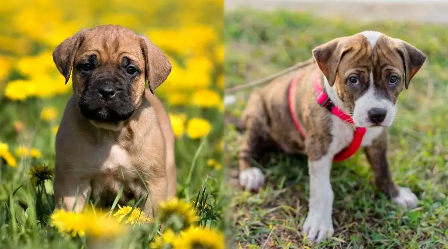 Lindos cachorros en un campo