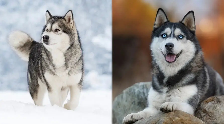 Perros majestuosos al aire libre