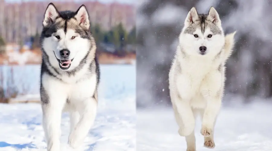 Perros caminando en la nieve