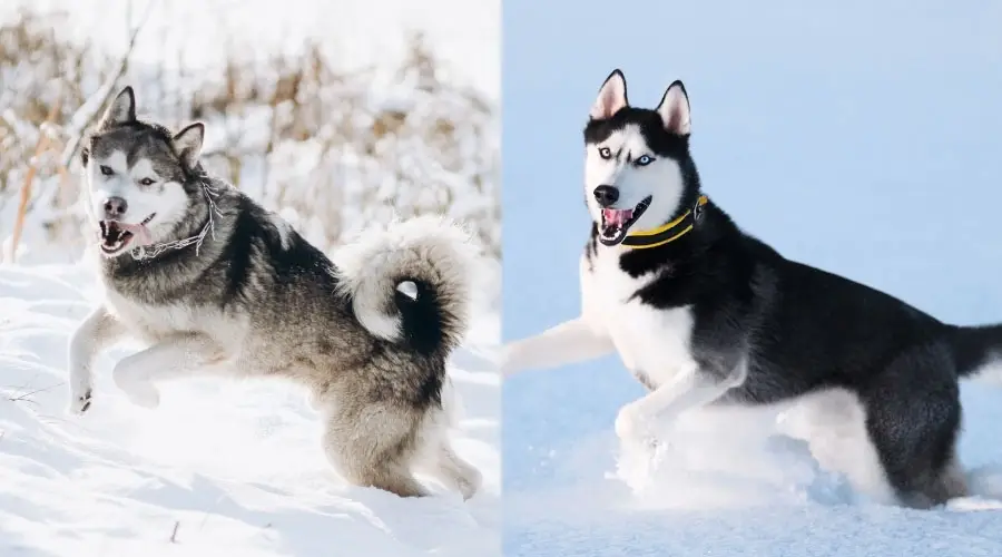 Perro jugando en la nieve