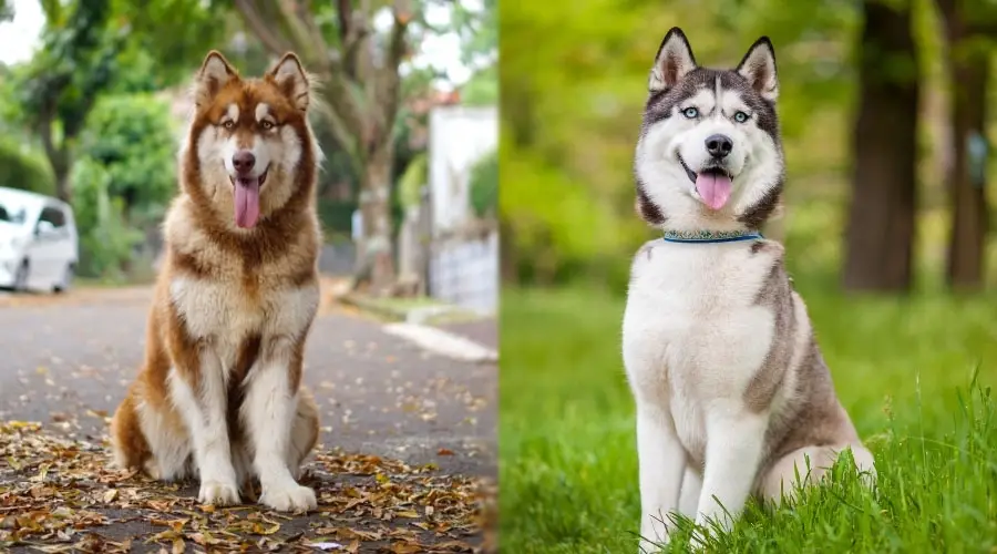 Perros sentados afuera