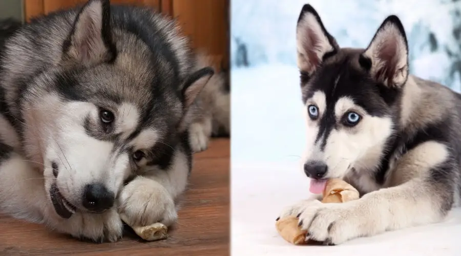 Perros guapos masticando huesos