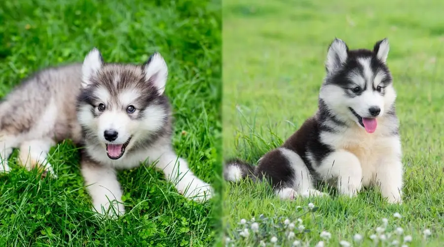 Lindo lobo como cachorros