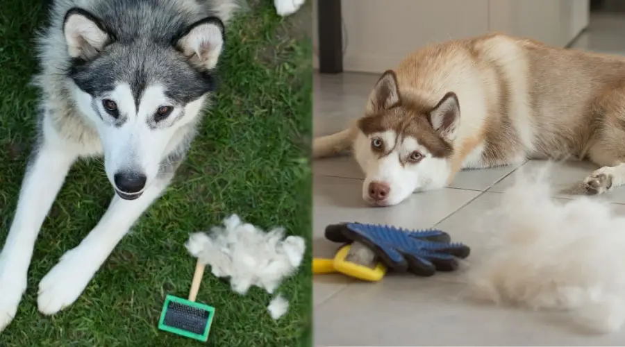 Perros junto a un montón de pelos desprendidos