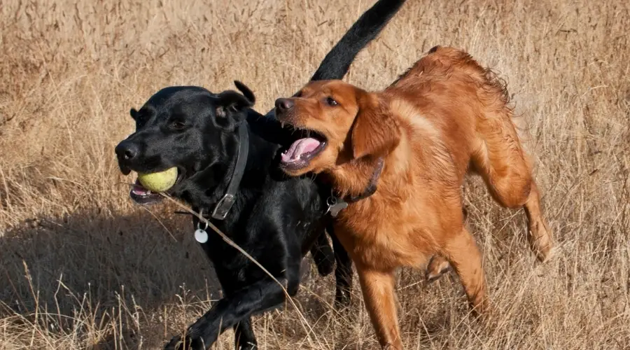 Dos perros juguetones corriendo en un campo