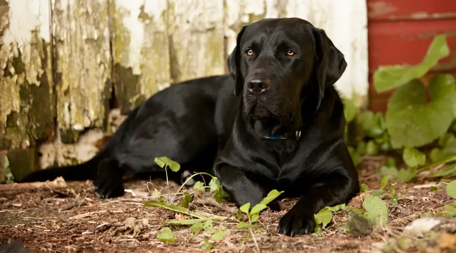 Hermoso perro negro tirado en el suelo