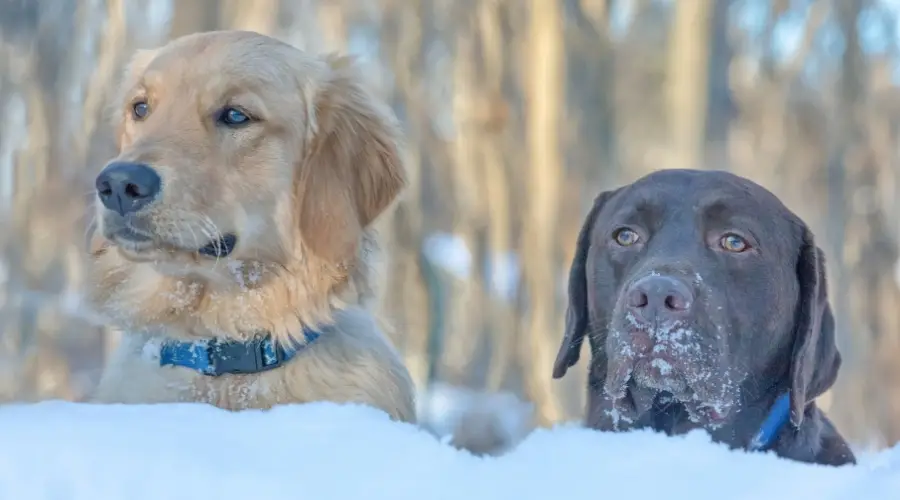 Dos perros guapos en la nieve