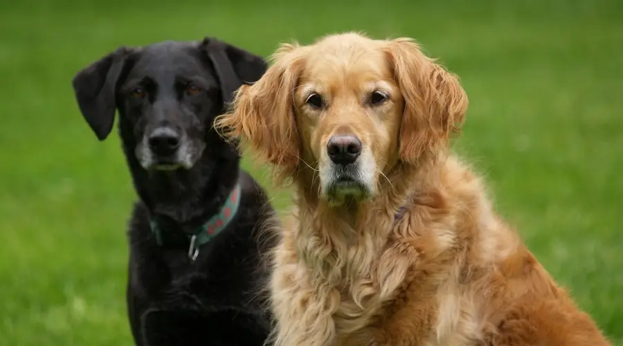 Perros mayores negros y rubios