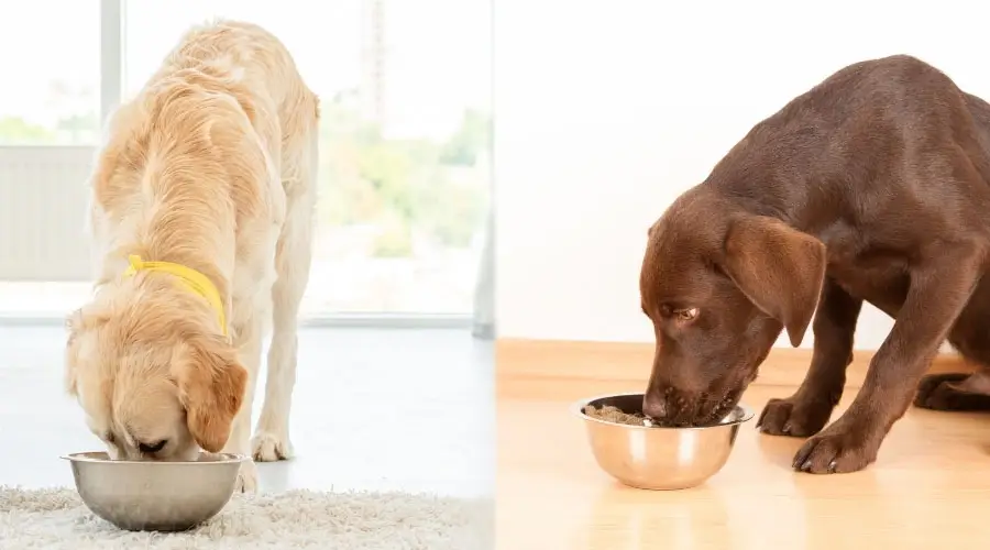 Perros blancos y chocolate comiendo de tazones para perros