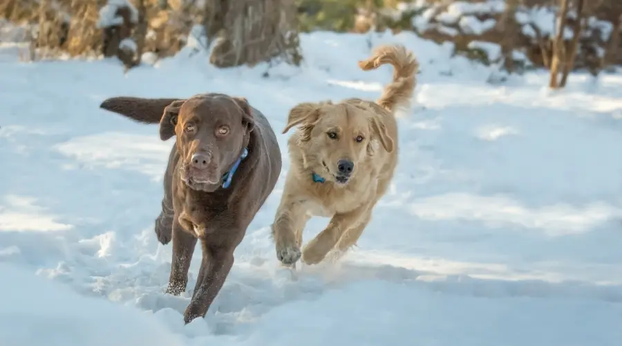 Dos perros corriendo en la nieve.