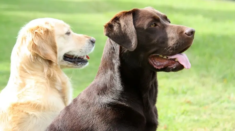 Perros de chocolate y oro sentados afuera