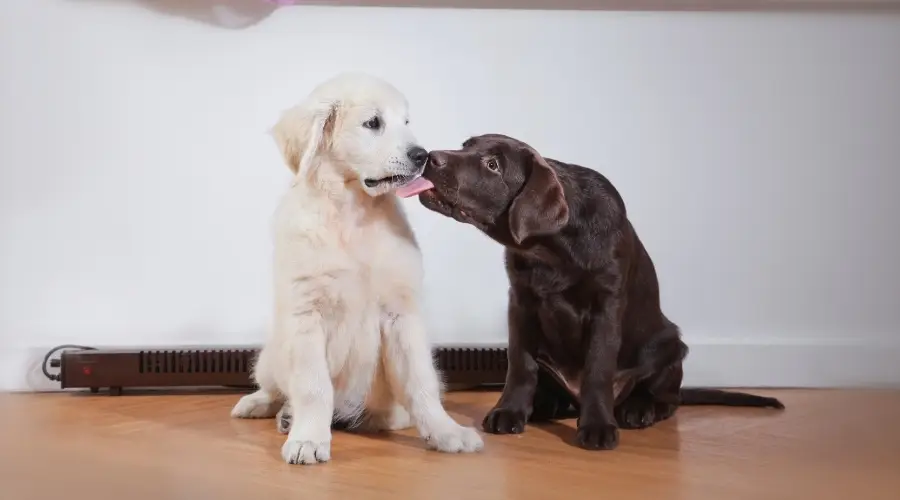 Cachorro Chocolate Lamiendo Cachorro Blanco